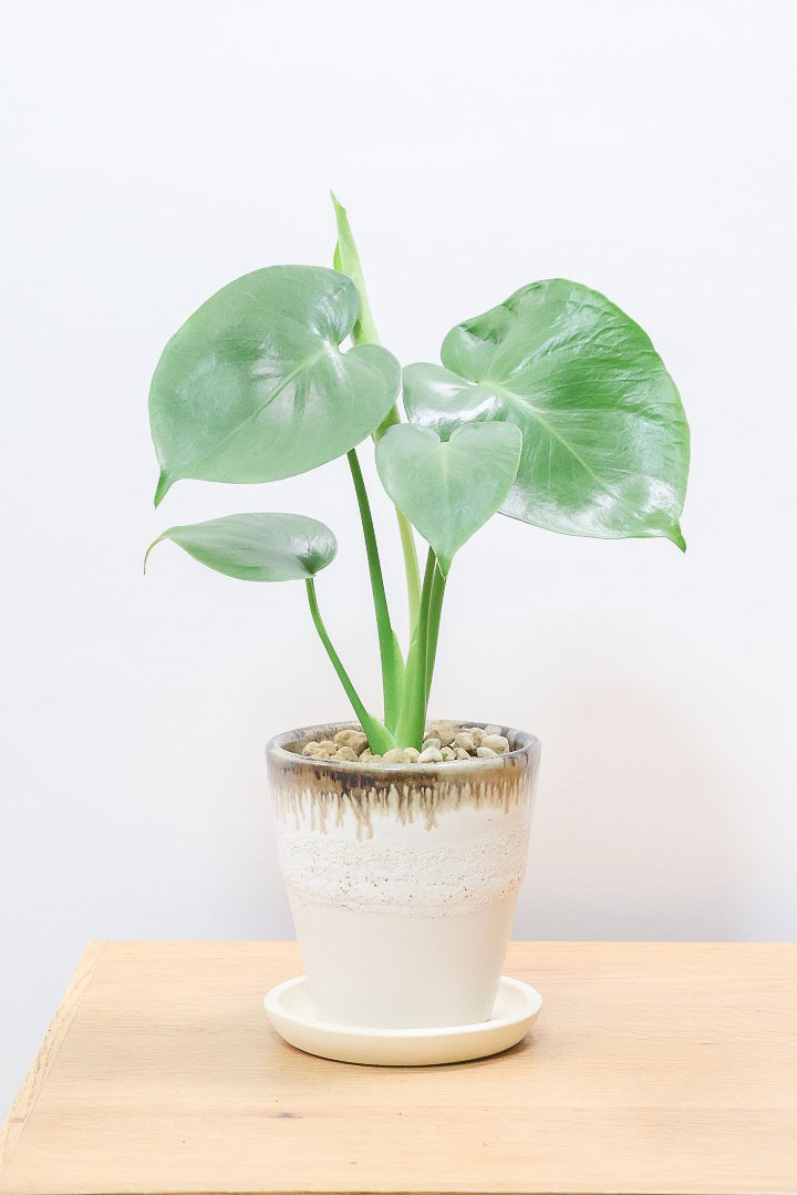 【モンステラ】落ち着いたカラーのPOT！コレかわいすぎますよ。だってこんなまん丸の葉っぱなんて…。流れるようなテクスチャのPOTも良い感じ！