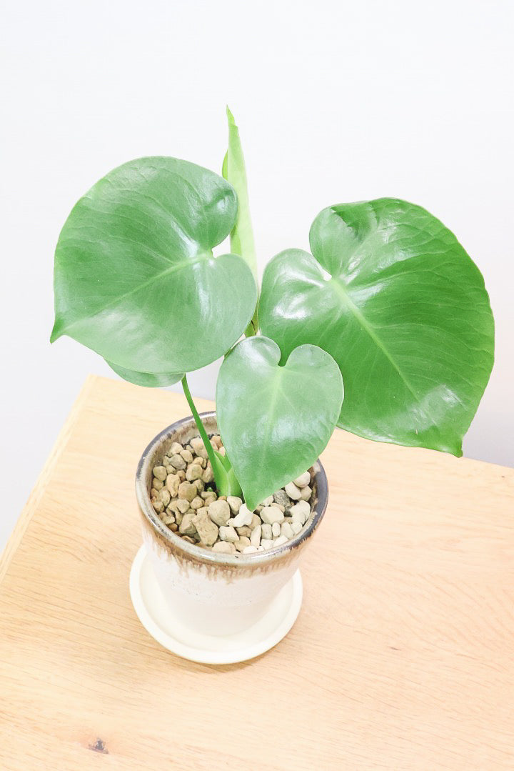【モンステラ】落ち着いたカラーのPOT！コレかわいすぎますよ。だってこんなまん丸の葉っぱなんて…。流れるようなテクスチャのPOTも良い感じ！