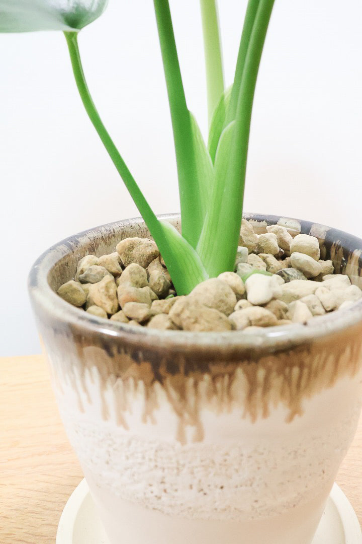 【モンステラ】落ち着いたカラーのPOT！コレかわいすぎますよ。だってこんなまん丸の葉っぱなんて…。流れるようなテクスチャのPOTも良い感じ！