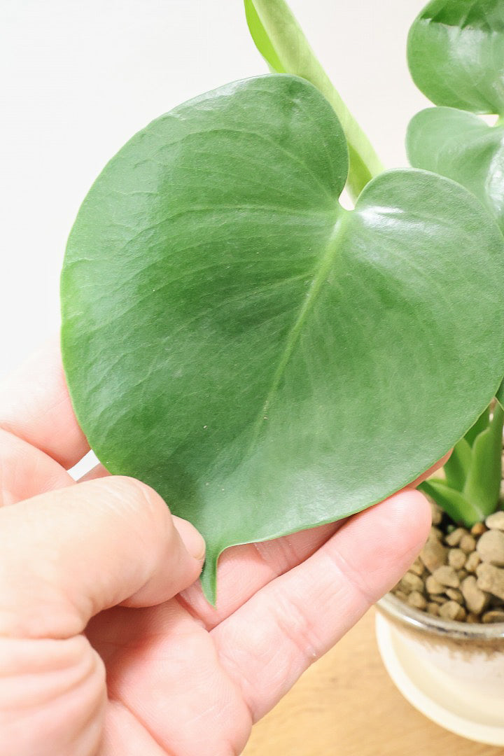 【モンステラ】落ち着いたカラーのPOT！コレかわいすぎますよ。だってこんなまん丸の葉っぱなんて…。流れるようなテクスチャのPOTも良い感じ！