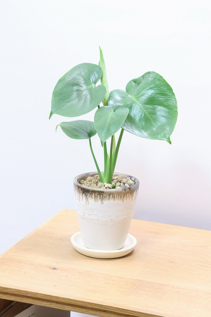 【モンステラ】落ち着いたカラーのPOT！コレかわいすぎますよ。だってこんなまん丸の葉っぱなんて…。流れるようなテクスチャのPOTも良い感じ！
