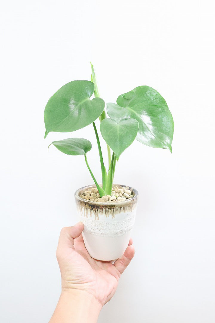 【モンステラ】落ち着いたカラーのPOT！コレかわいすぎますよ。だってこんなまん丸の葉っぱなんて…。流れるようなテクスチャのPOTも良い感じ！