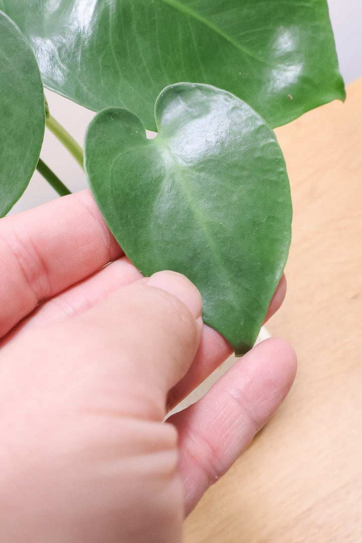 【モンステラ】落ち着いたカラーのPOT！コレかわいすぎますよ。だってこんなまん丸の葉っぱなんて…。流れるようなテクスチャのPOTも良い感じ！