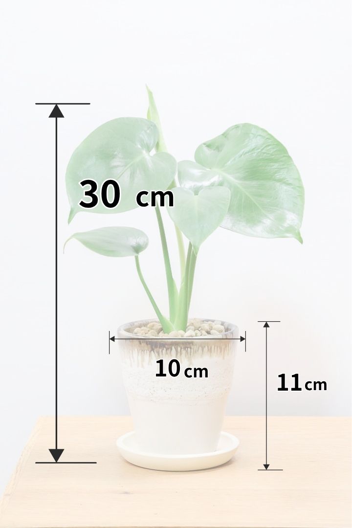 【モンステラ】落ち着いたカラーのPOT！コレかわいすぎますよ。だってこんなまん丸の葉っぱなんて…。流れるようなテクスチャのPOTも良い感じ！