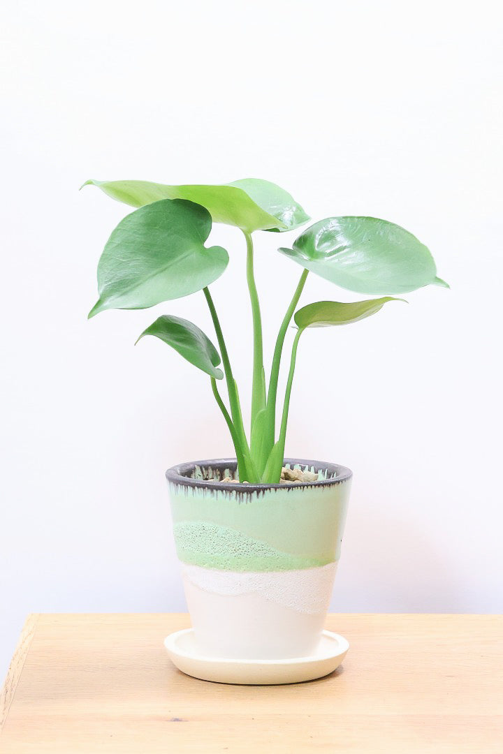 【モンステラ】爽やかなカラーのPOT！コレかわいすぎますよ。だってこんなまん丸の葉っぱなんて…。流れるようなテクスチャのPOTも良い感じ！