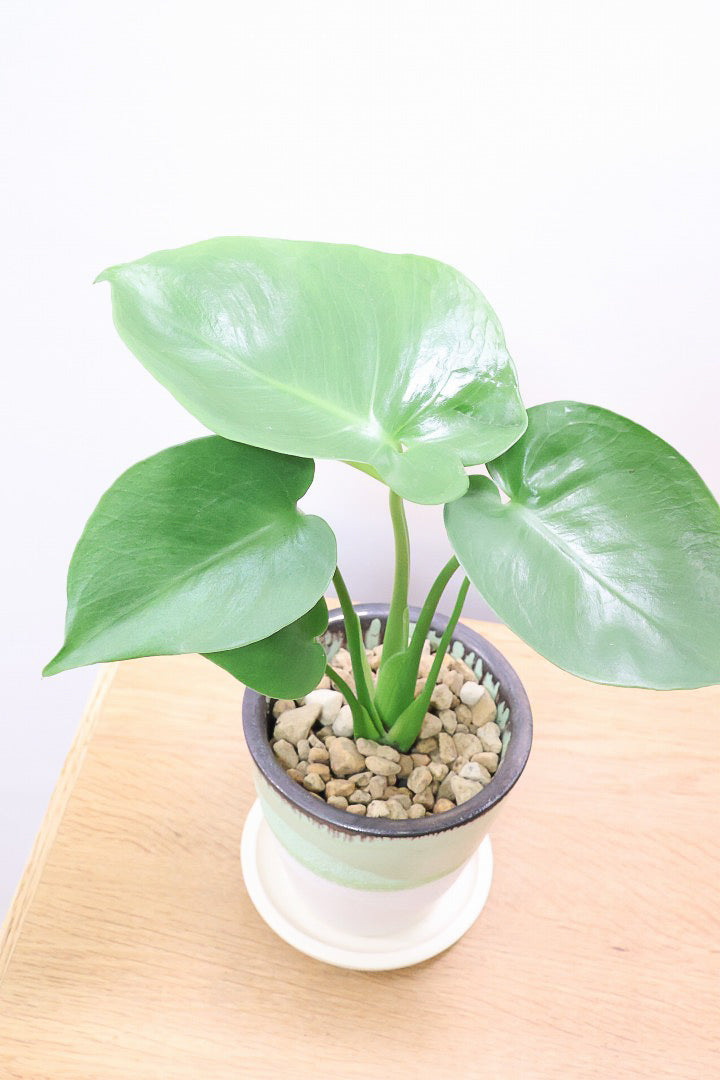 【モンステラ】爽やかなカラーのPOT！コレかわいすぎますよ。だってこんなまん丸の葉っぱなんて…。流れるようなテクスチャのPOTも良い感じ！