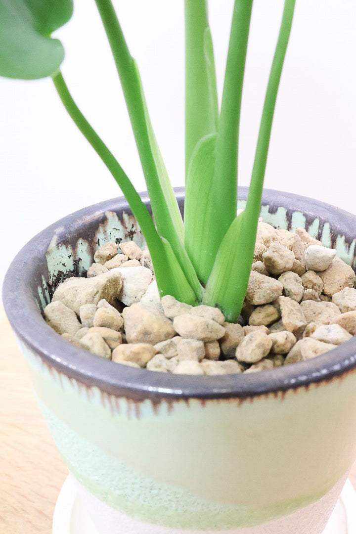 【モンステラ】爽やかなカラーのPOT！コレかわいすぎますよ。だってこんなまん丸の葉っぱなんて…。流れるようなテクスチャのPOTも良い感じ！