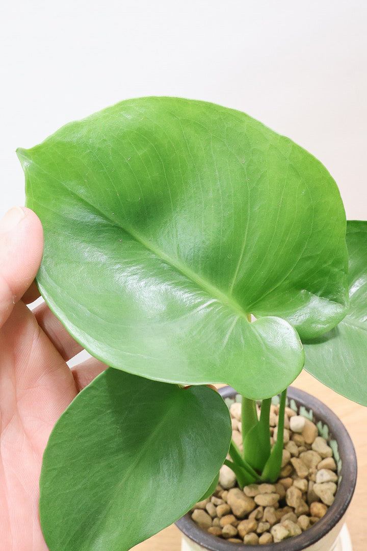 【モンステラ】爽やかなカラーのPOT！コレかわいすぎますよ。だってこんなまん丸の葉っぱなんて…。流れるようなテクスチャのPOTも良い感じ！