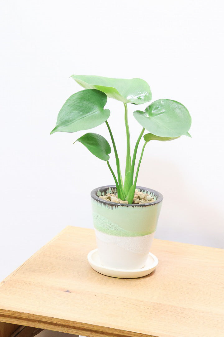 【モンステラ】爽やかなカラーのPOT！コレかわいすぎますよ。だってこんなまん丸の葉っぱなんて…。流れるようなテクスチャのPOTも良い感じ！
