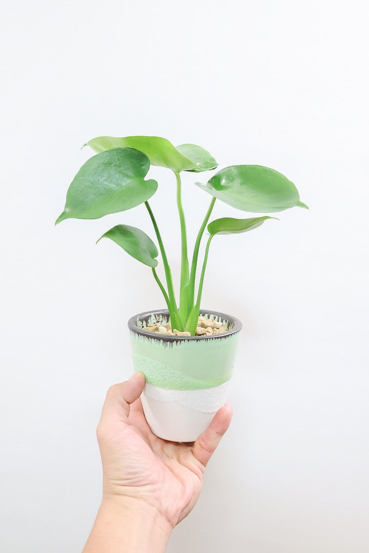 【モンステラ】爽やかなカラーのPOT！コレかわいすぎますよ。だってこんなまん丸の葉っぱなんて…。流れるようなテクスチャのPOTも良い感じ！