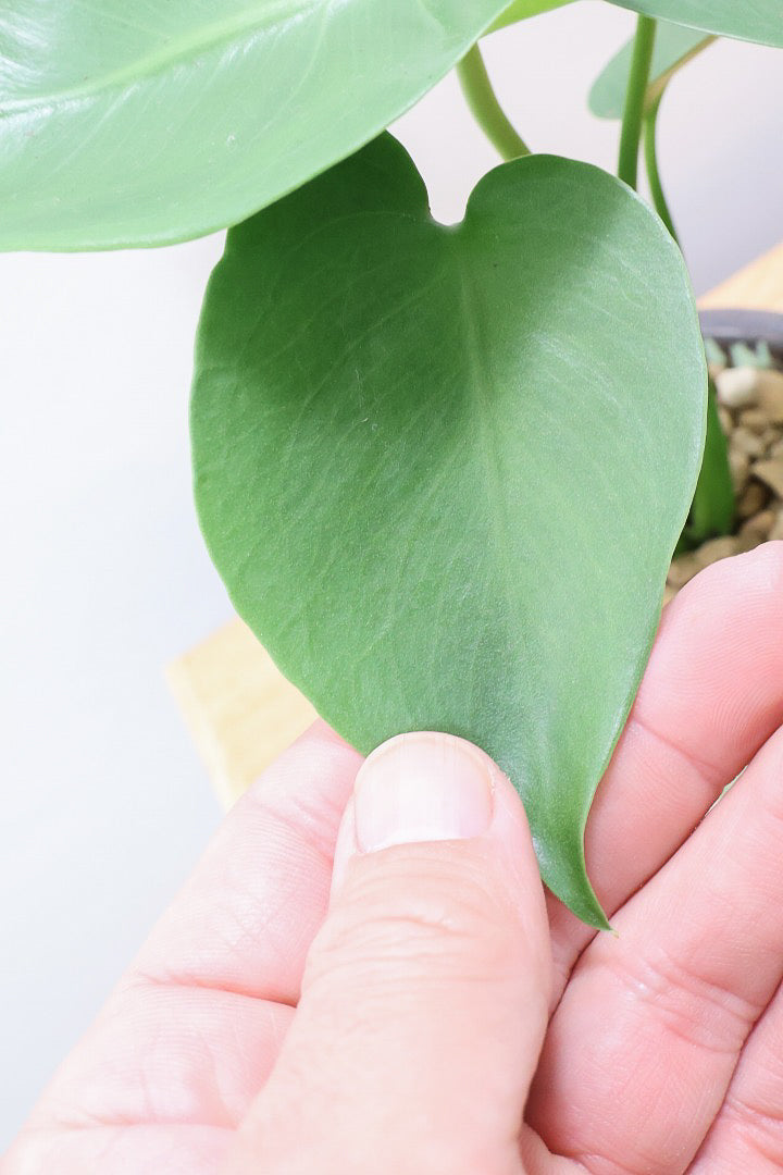 【モンステラ】爽やかなカラーのPOT！コレかわいすぎますよ。だってこんなまん丸の葉っぱなんて…。流れるようなテクスチャのPOTも良い感じ！