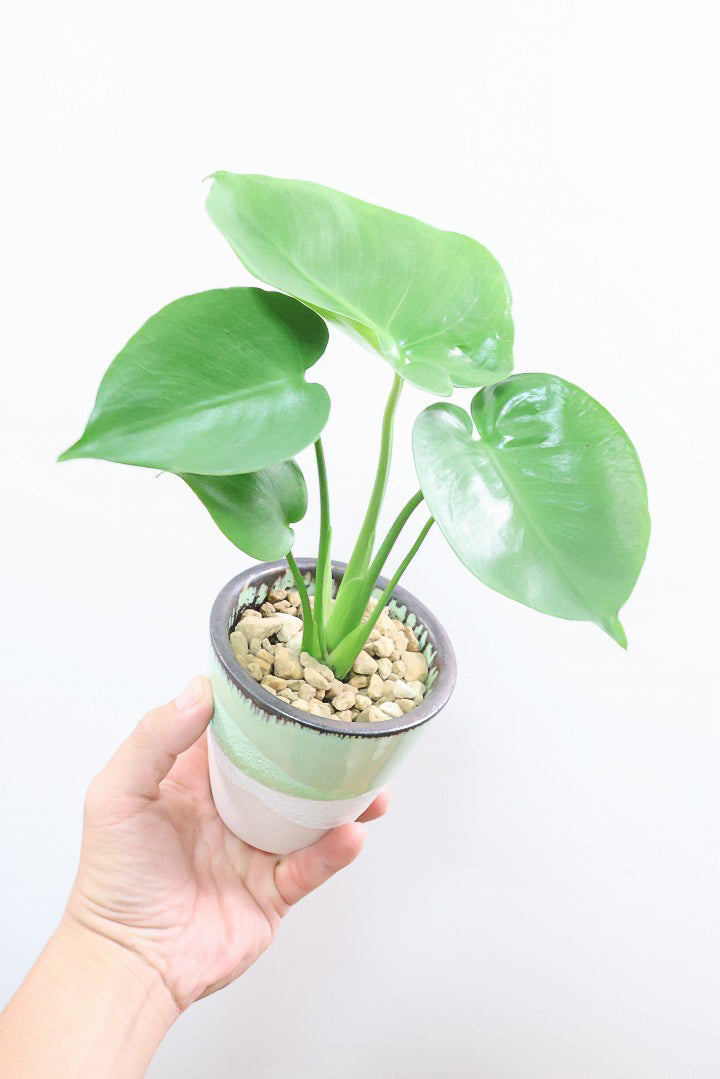 【モンステラ】爽やかなカラーのPOT！コレかわいすぎますよ。だってこんなまん丸の葉っぱなんて…。流れるようなテクスチャのPOTも良い感じ！