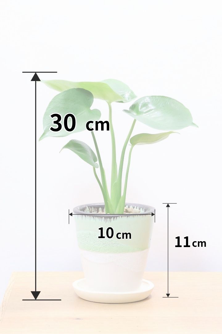 【モンステラ】爽やかなカラーのPOT！コレかわいすぎますよ。だってこんなまん丸の葉っぱなんて…。流れるようなテクスチャのPOTも良い感じ！