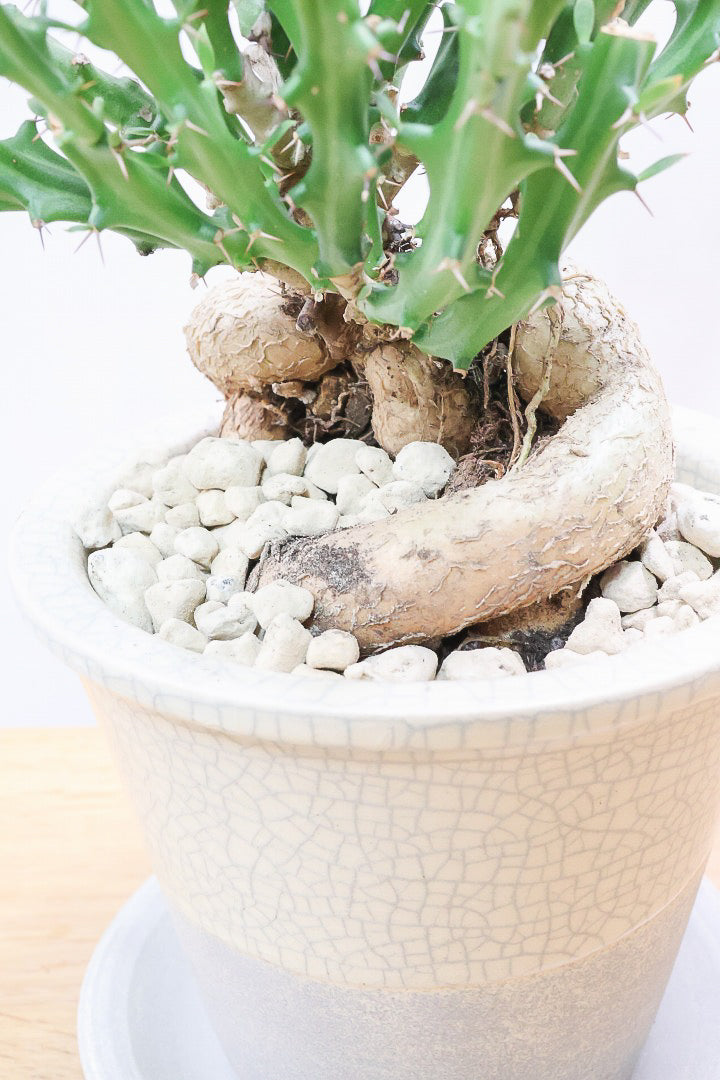 【ユーフォルビア クンチー】こだわりのPOT！厳つい根から出ているトゲトゲの葉が特徴！APEGO初入荷の塊根植物です！