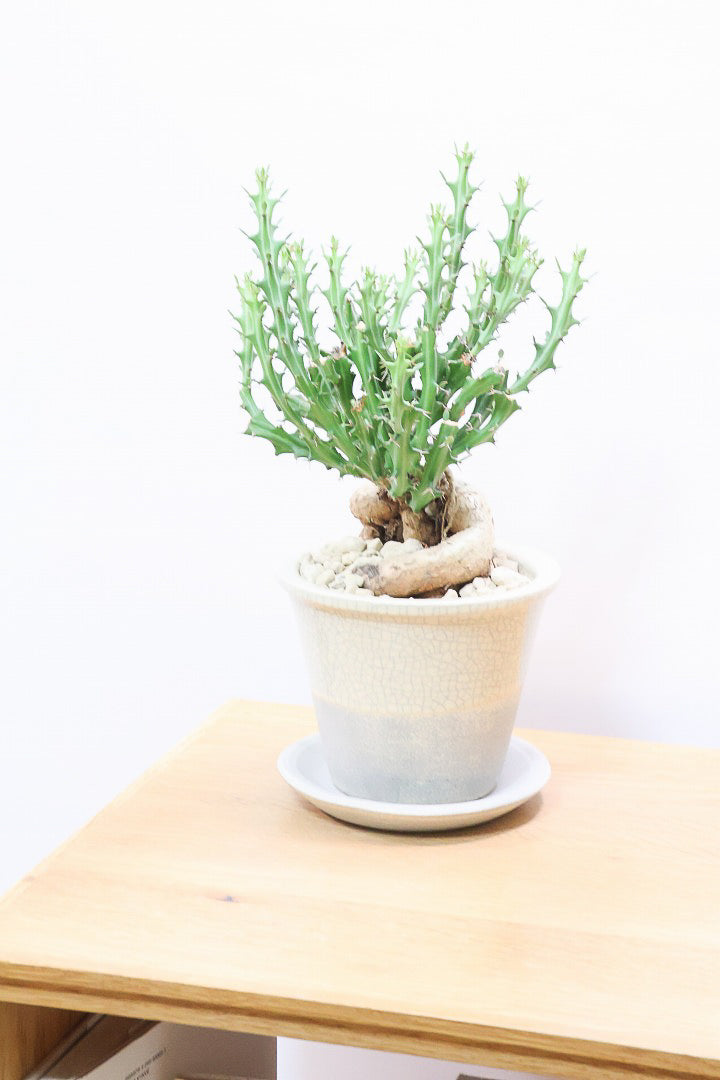 【ユーフォルビア クンチー】こだわりのPOT！厳つい根から出ているトゲトゲの葉が特徴！APEGO初入荷の塊根植物です！