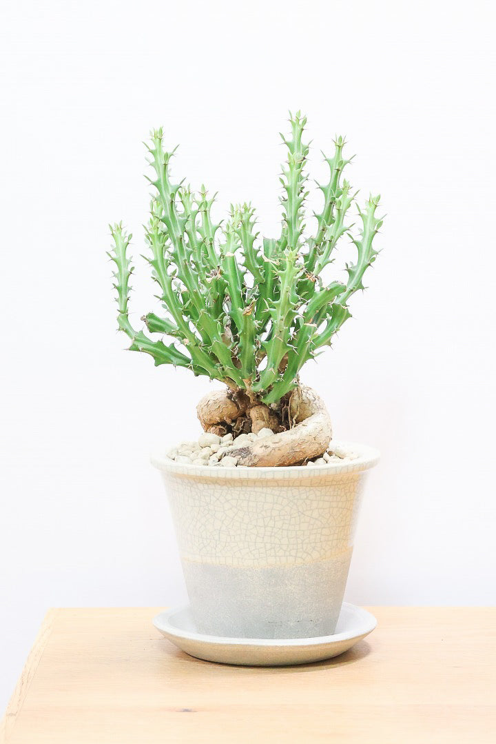 【ユーフォルビア クンチー】こだわりのPOT！厳つい根から出ているトゲトゲの葉が特徴！APEGO初入荷の塊根植物です！