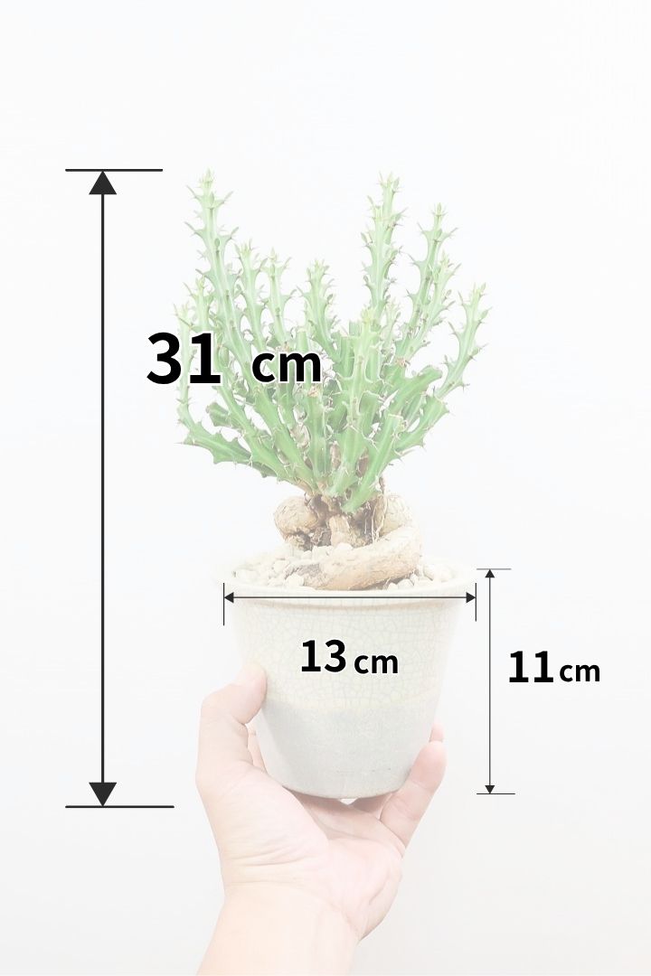 【ユーフォルビア クンチー】こだわりのPOT！厳つい根から出ているトゲトゲの葉が特徴！APEGO初入荷の塊根植物です！