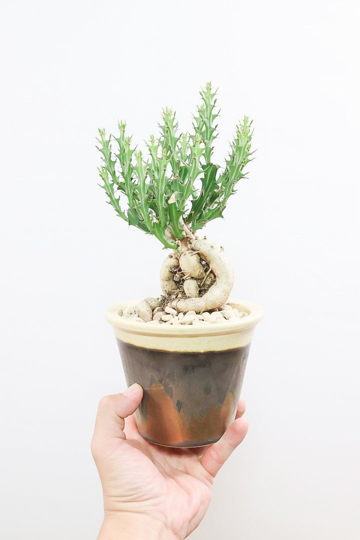 【ユーフォルビア クンチー】カッコいいPOT！厳つい根から出ているトゲトゲの葉が特徴！APEGO初入荷の塊根植物です！