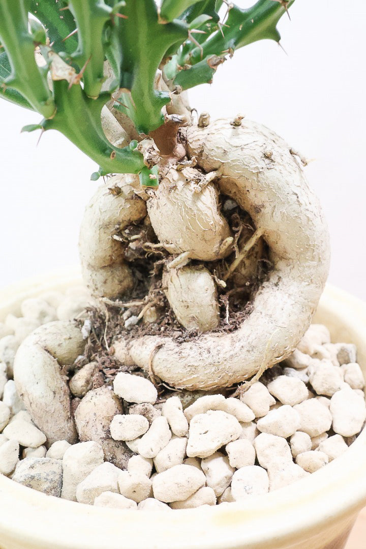 【ユーフォルビア クンチー】カッコいいPOT！厳つい根から出ているトゲトゲの葉が特徴！APEGO初入荷の塊根植物です！
