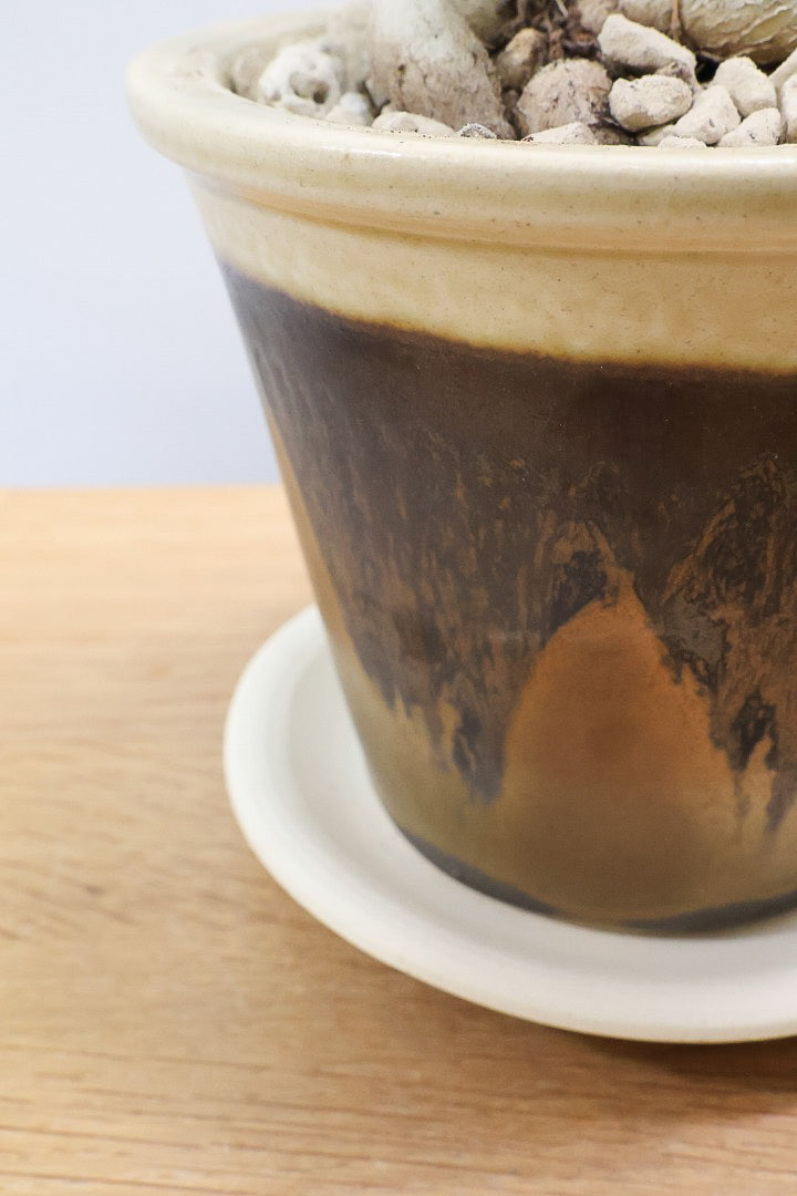 【ユーフォルビア クンチー】カッコいいPOT！厳つい根から出ているトゲトゲの葉が特徴！APEGO初入荷の塊根植物です！