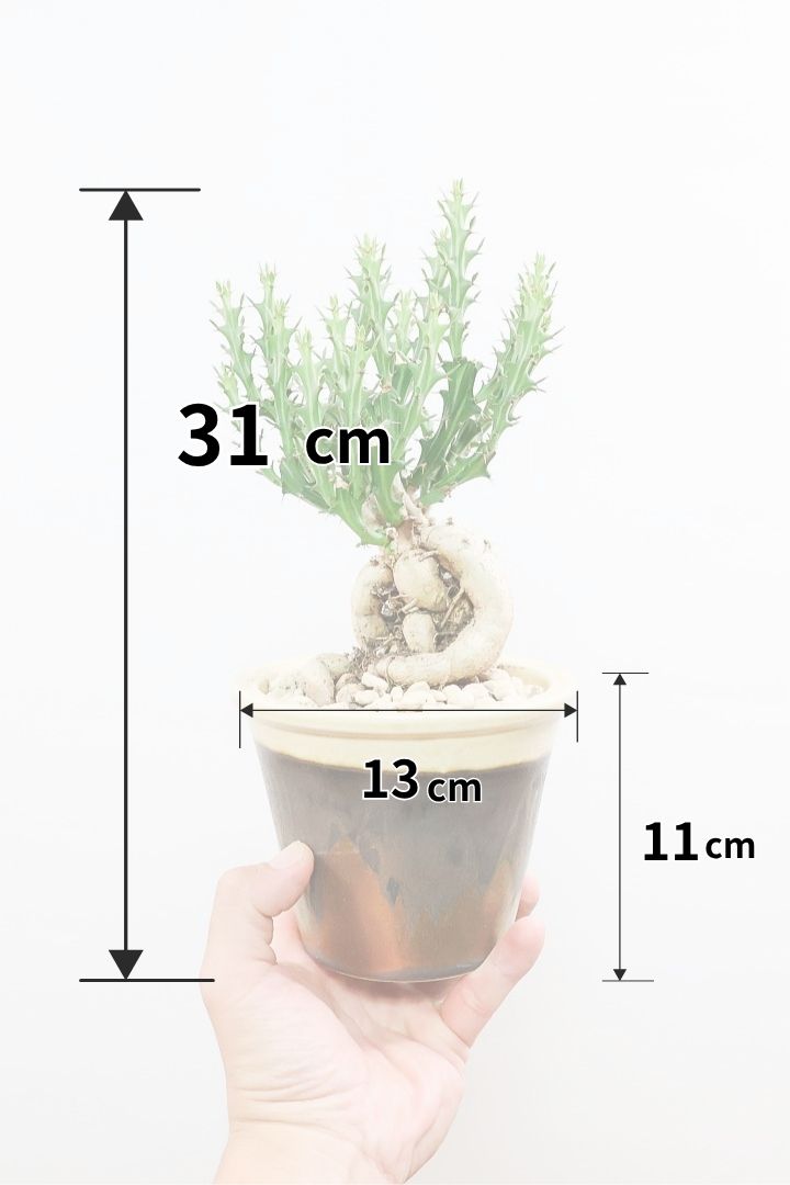 【ユーフォルビア クンチー】カッコいいPOT！厳つい根から出ているトゲトゲの葉が特徴！APEGO初入荷の塊根植物です！
