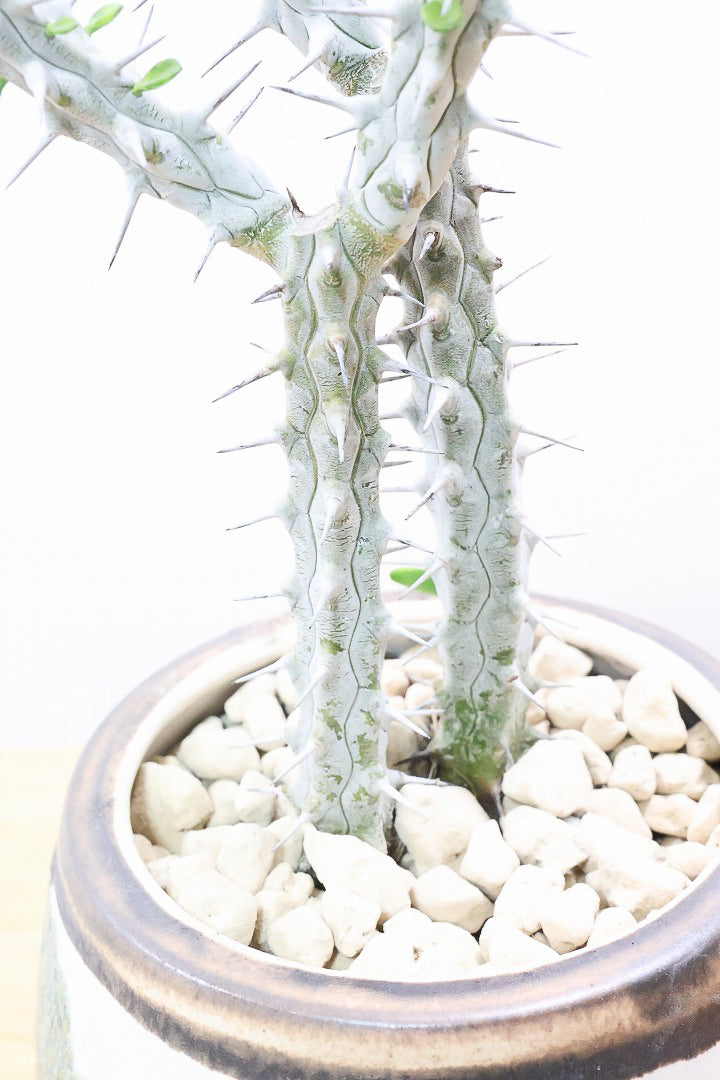 【アローディア】骨骨しいとてもワイルドで個性的な植物です!水やりが少なくて良い観葉植物です!