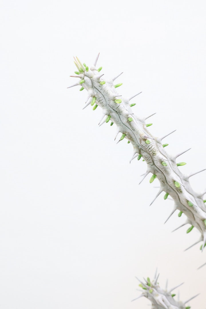 【アローディア】骨骨しいとてもワイルドで個性的な植物です!水やりが少なくて良い観葉植物です!