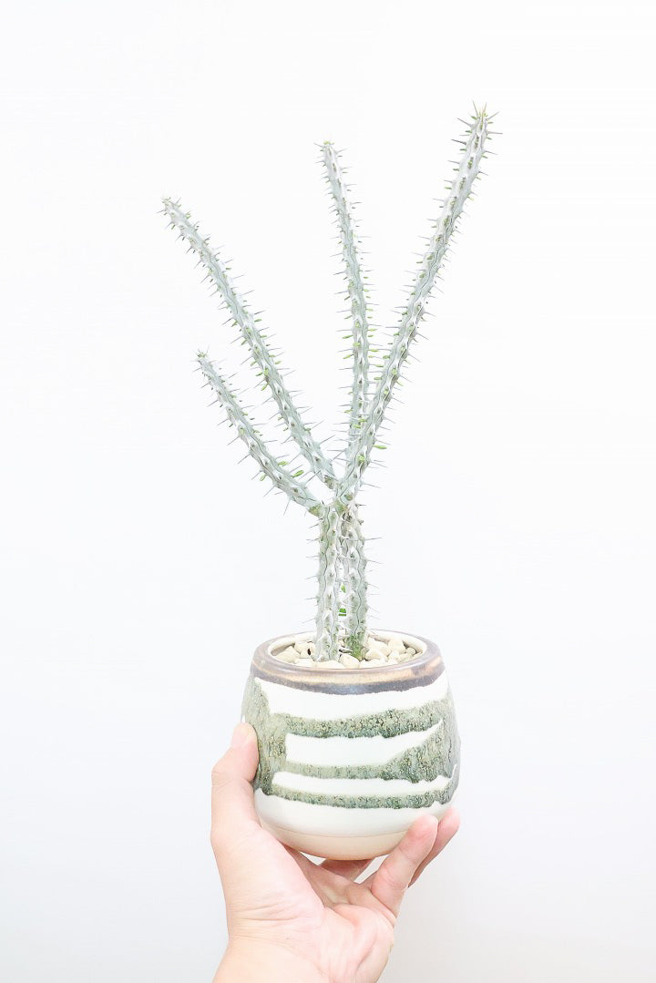 【アローディア】骨骨しいとてもワイルドで個性的な植物です!水やりが少なくて良い観葉植物です!