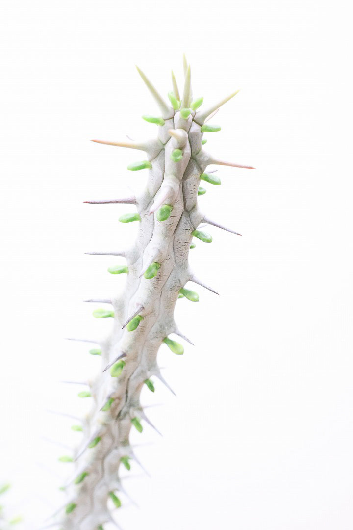 【アローディア】骨骨しいとてもワイルドで個性的な植物です!水やりが少なくて良い観葉植物です!