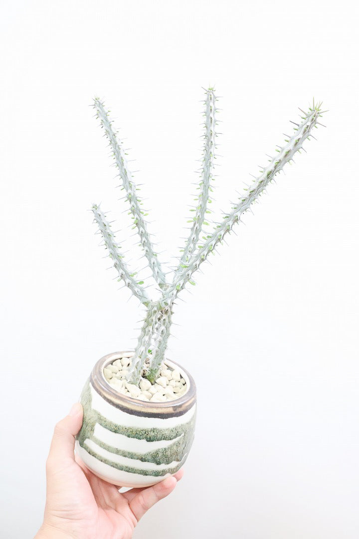 【アローディア】骨骨しいとてもワイルドで個性的な植物です!水やりが少なくて良い観葉植物です!
