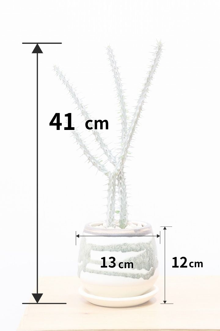 【アローディア】骨骨しいとてもワイルドで個性的な植物です!水やりが少なくて良い観葉植物です!