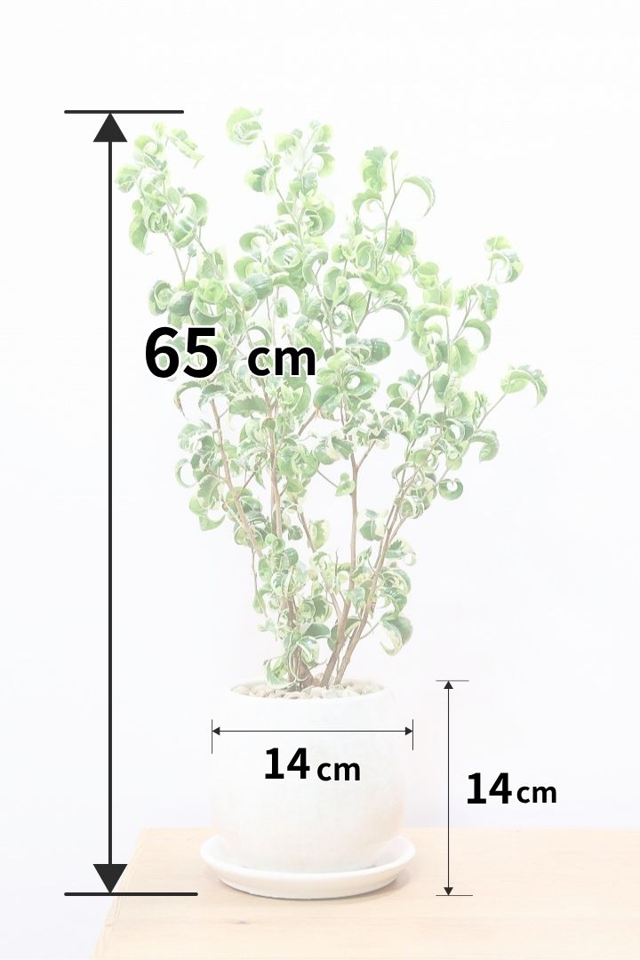 ベンジャミン シタシオンW60548| 観葉植物の通信販売 | APEGO