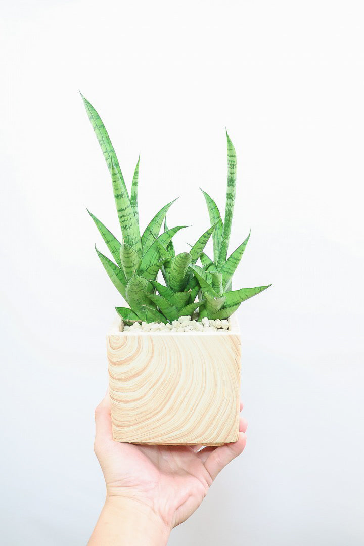 【サンスベリア ハイブリッド】木目調のＰＯＴ！希少な群生タイプ！こう見えて1株から分枝しています！POTとの相性もGOOD！