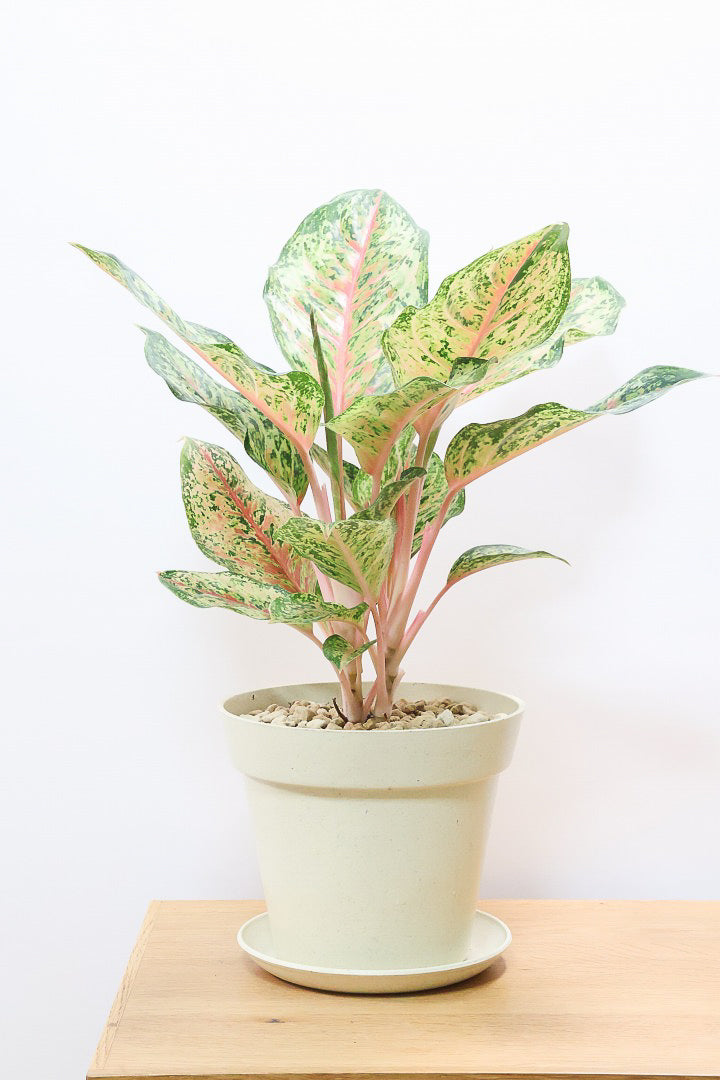 アグラオネマ ピンクPW60559| 観葉植物の通信販売 | APEGO(アペーゴ)