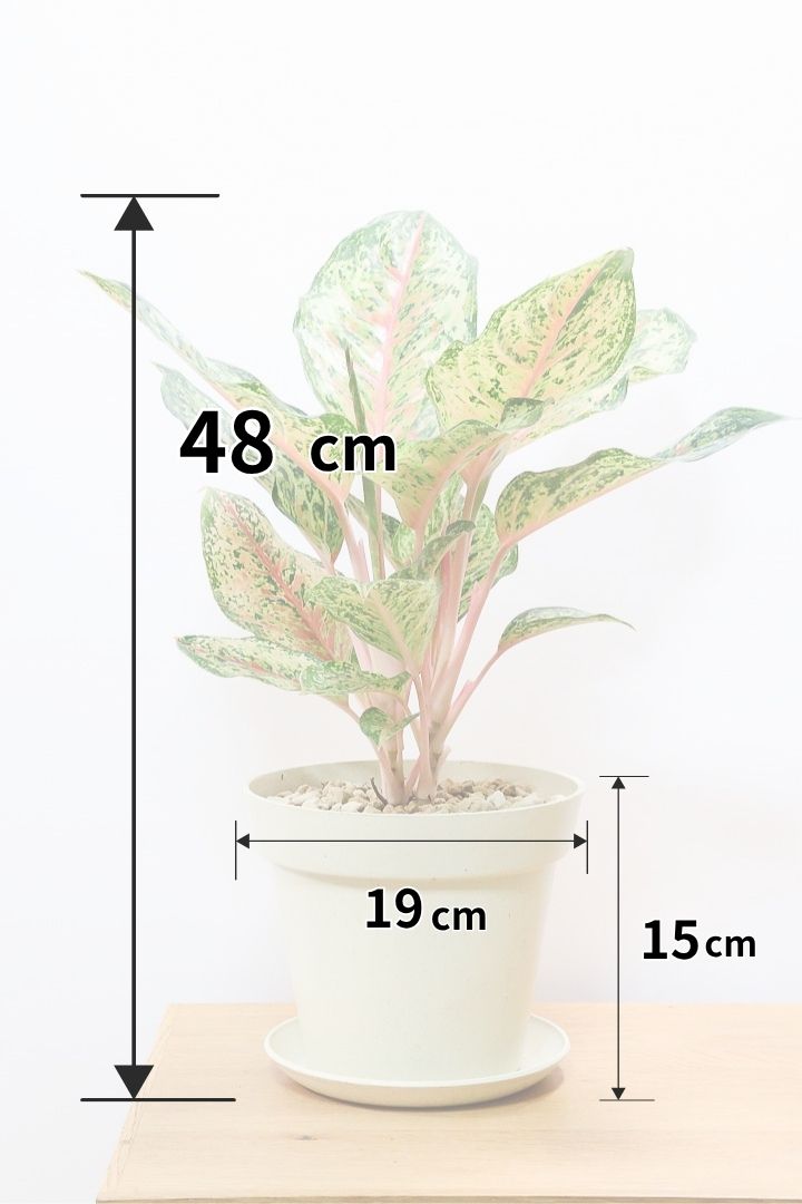 アグラオネマ アグラオネマ ピンクPW60559| 観葉植物の通信販売 | APEGO(アペーゴ)
