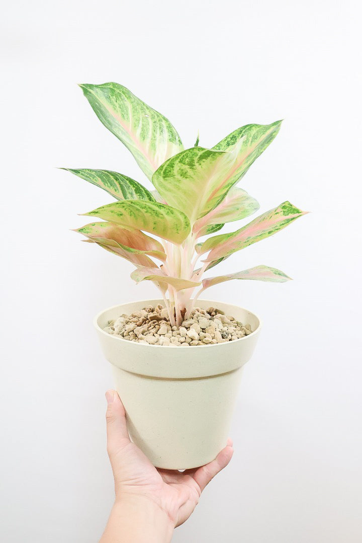 アグラオネマ ピンクPW60560| 観葉植物の通信販売 | APEGO(アペーゴ)