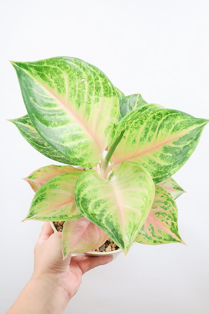 アグラオネマ 成熟したアグラオネマ シルバーベイ 高さ3フィート x 幅4