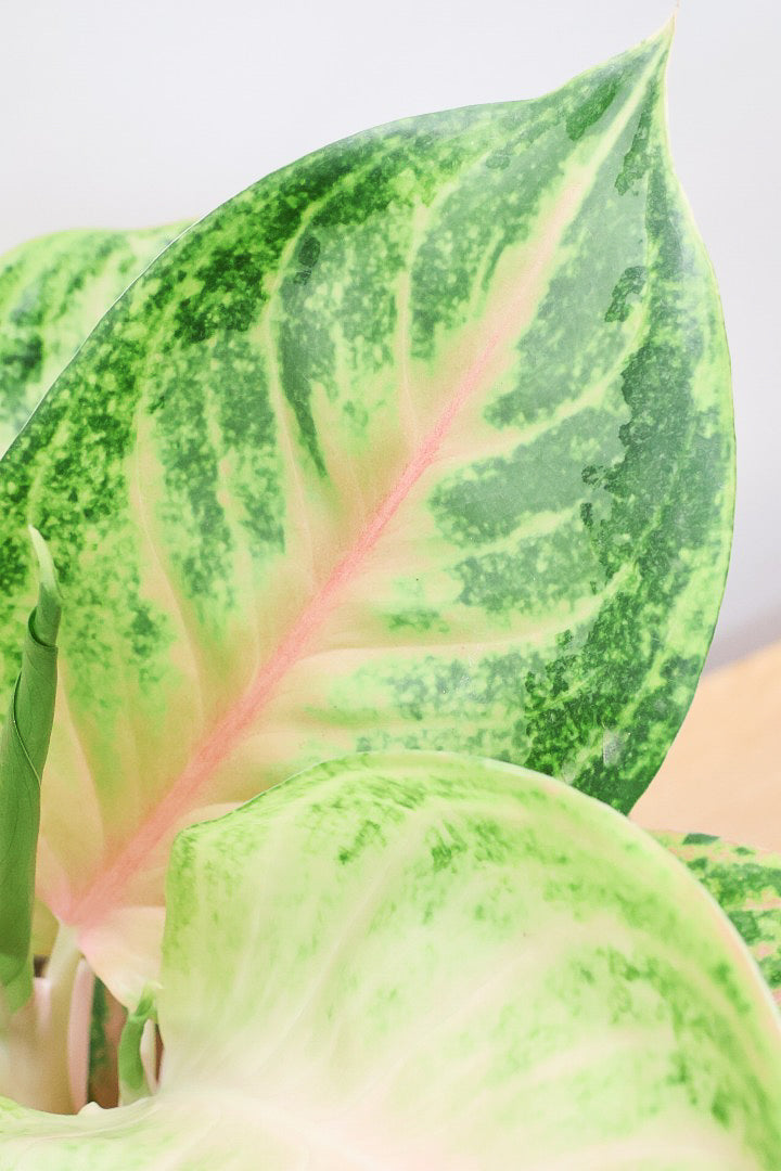 アグラオネマ ピンクPW60560| 観葉植物の通信販売 | APEGO(アペーゴ)