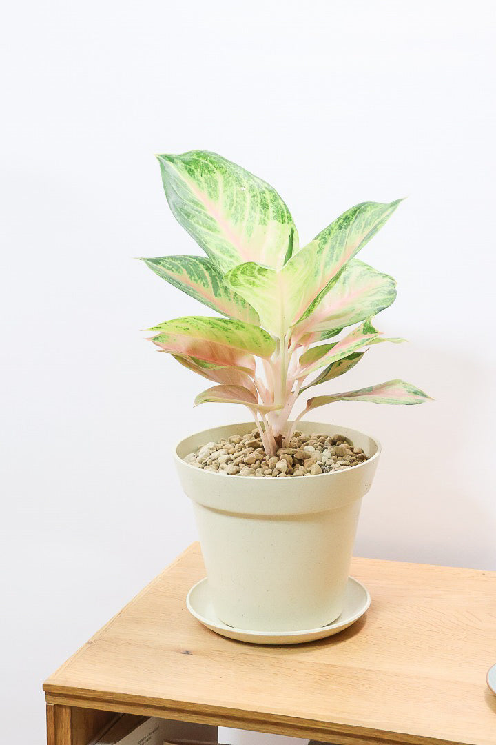 アグラオネマアンダマン　中株　18000円 アグラオネマ ピンクPW60559| 観葉植物の通信販売 | APEGO(アペーゴ)