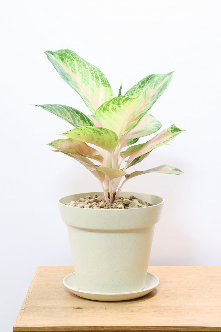 アグラオネマ　専用 アグラオネマ専用 培養土 Aglaonema potting soil exchange in 6