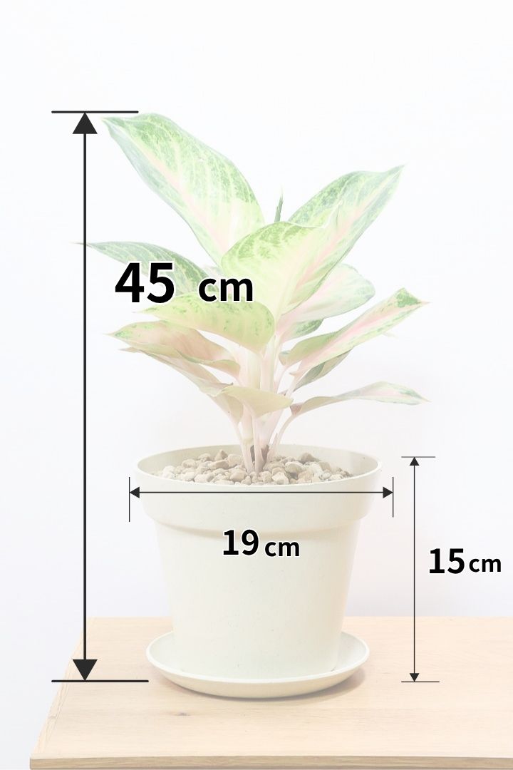 アグラオネマ ピンクPW60560| 観葉植物の通信販売 | APEGO(アペーゴ)