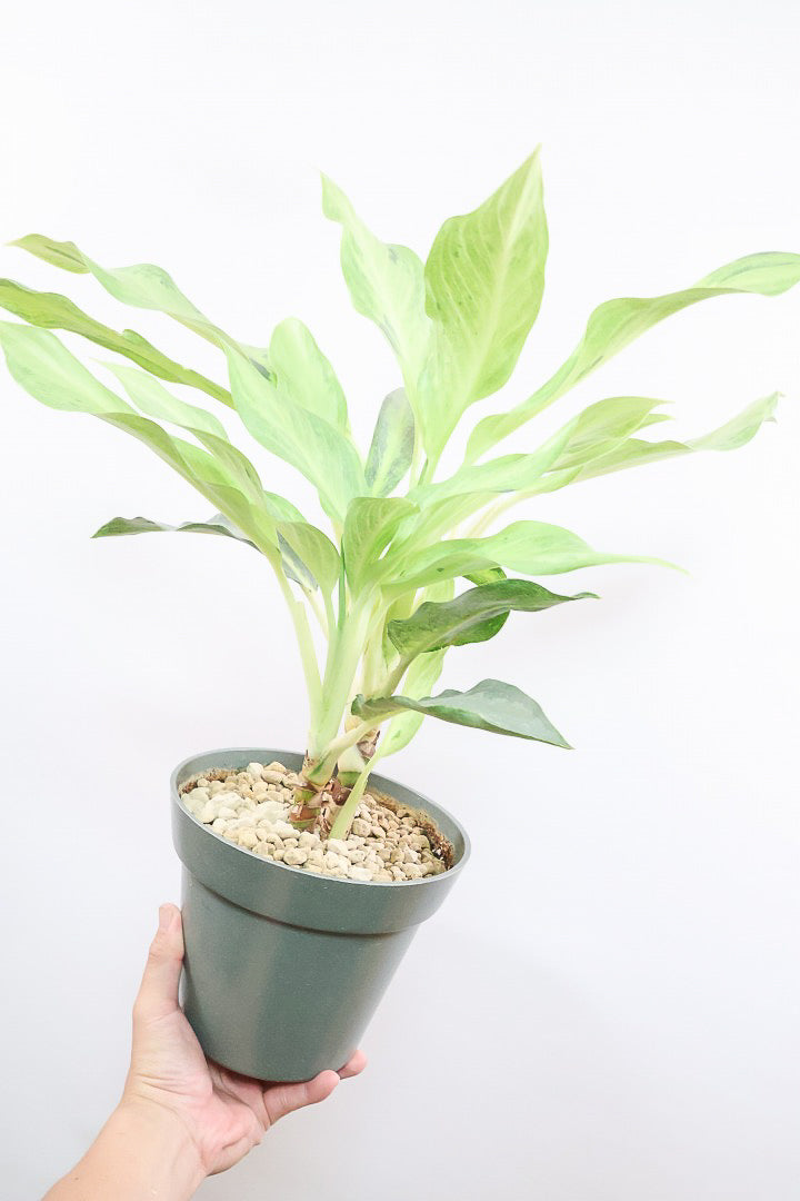 【アグラオネマ ゴースト2】APEGO初入荷の品種！生産者さん曰くこの品種が今が一番きれいとのこと！とにかく美しいです！品質やボリュームは保証します！