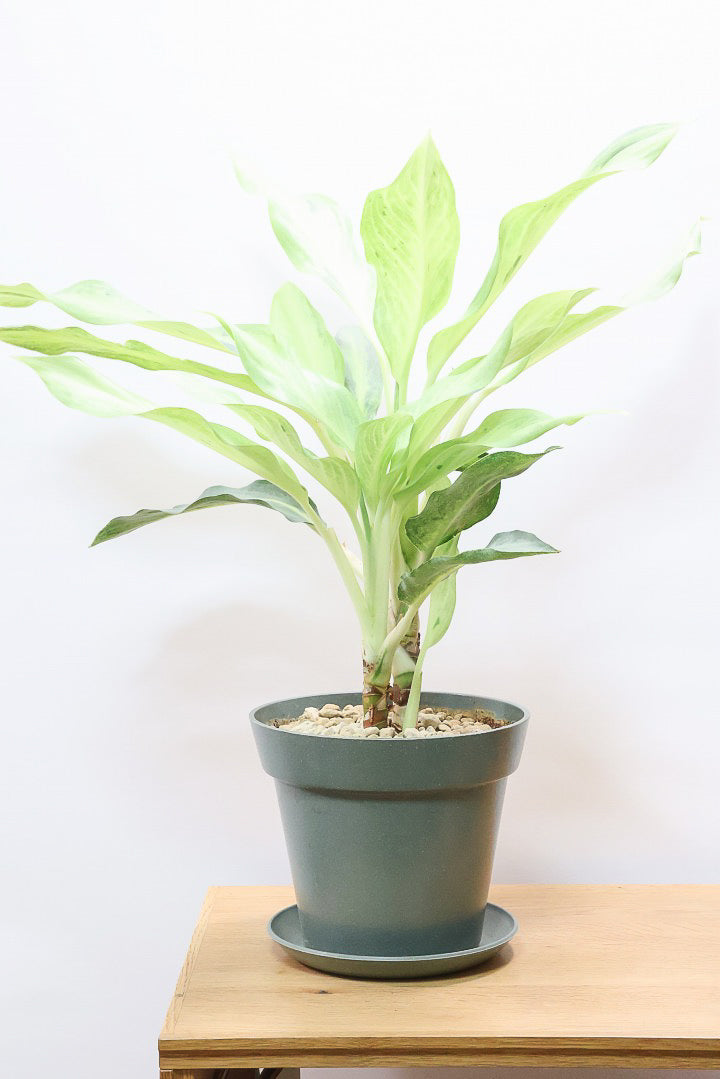 【アグラオネマ ゴースト2】APEGO初入荷の品種！生産者さん曰くこの品種が今が一番きれいとのこと！とにかく美しいです！品質やボリュームは保証します！