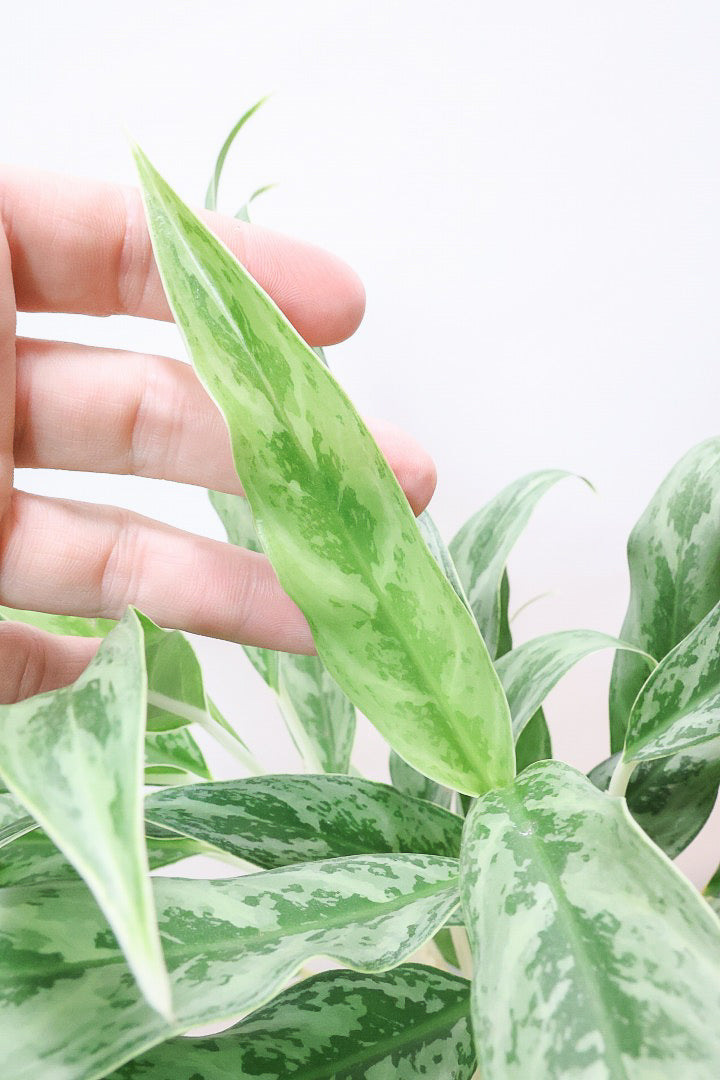 アグラオネマ ゴーストGL60563| 観葉植物の通信販売 | APEGO(アペーゴ)