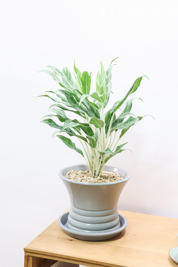 アグラオネマ ゴーストGL60563| 観葉植物の通信販売 | APEGO(アペーゴ)