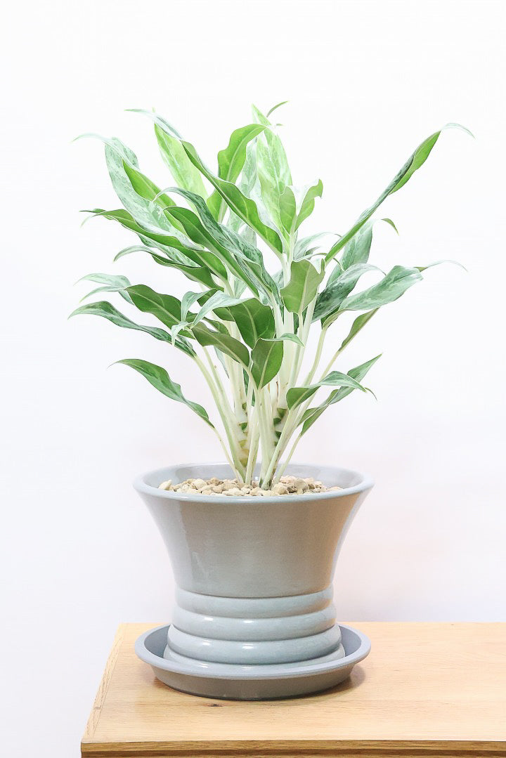 アグラオネマ ゴーストGL60563| 観葉植物の通信販売 | APEGO(アペーゴ)