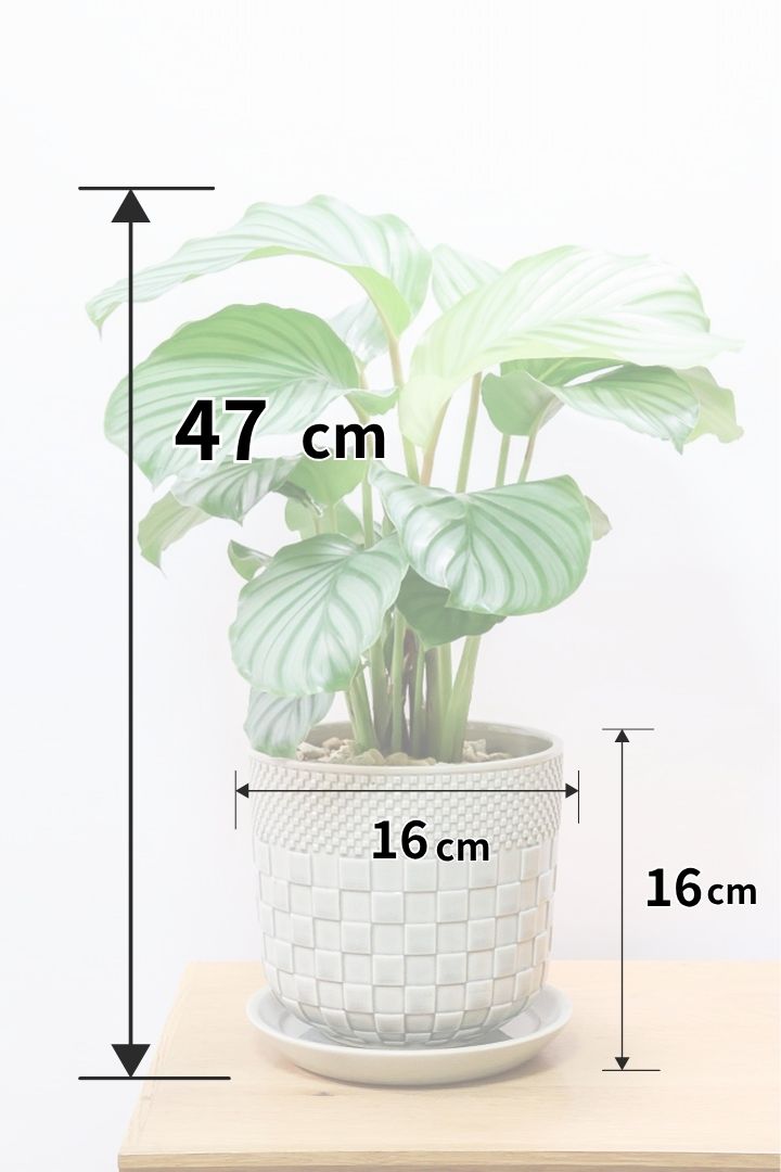 【カラテア オービフォリア】個性的なPOT！APEGOでもダントツNO.1の人気のカラテア！今回もバランスが良いし葉の模様も美しい！