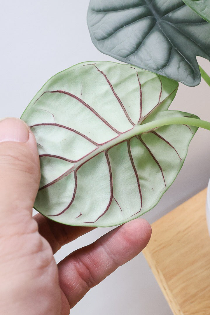 極斑 アロカシア シルバードラゴン アルボ 極斑 アロカシア シルバードラゴン アルボ Alocasia Silver