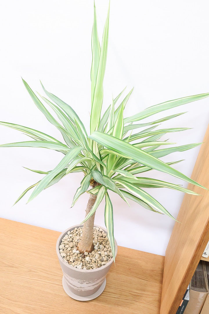 ⚜️ダイコン⚜️ ユッカ　エレファンティペス　バリエガータ　斑入り　2 ユッカ エレファンティペス 斑入り バリエガタ ドライガーデン