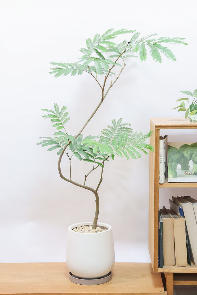 60574-1SS_1024x1024.jpg?v=